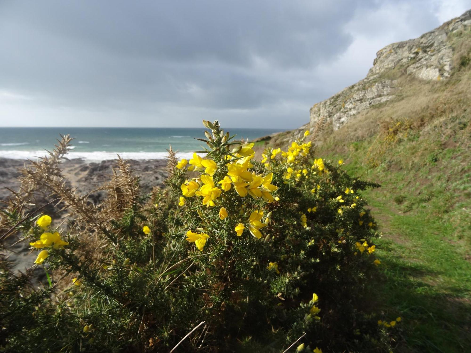 Gite "Rose Des Sables" - 800M De La Plage De Surtainville, Proche Commerces - Piscine En Juillet Et Aout Buitenkant foto